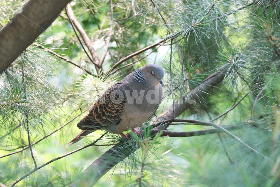 pigeon,forest,bird,eastern ringdove,tree,animal,Birds,wild animals,branch,turtle dove
