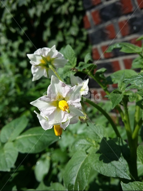 꽃,꽃잎,줄기,풀잎,자연,식물,자연,plants,nature,꽃,flower