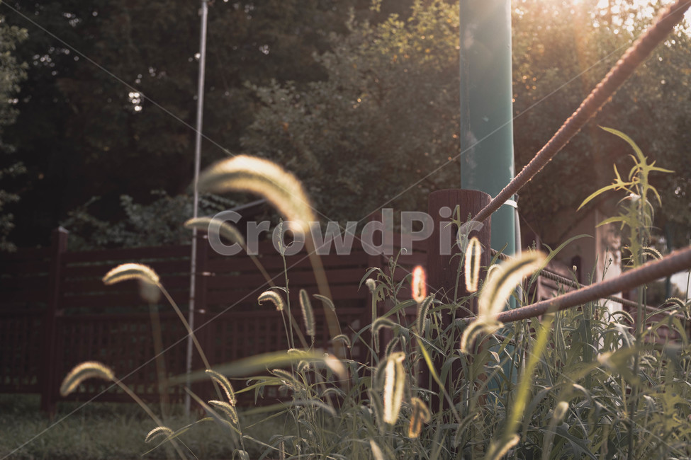 강아지풀,공원,식물,plant,햇빛,식물,자연,plants,nature