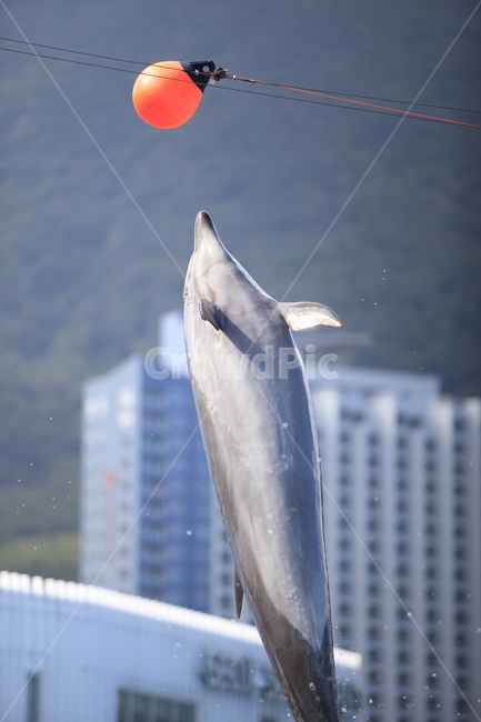 돌고래,고래,점프,동물,해양포유류,포유류,수족관,아쿠아리움,동물조련,동물,animal,포유류,mammal