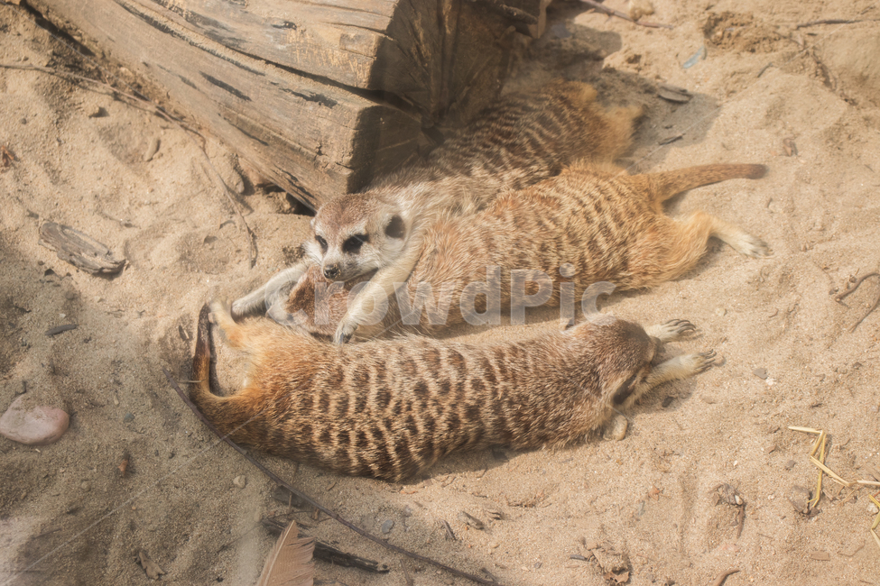 미어캣,meerkat,휴식,릴렉스,동물원,자연,포유류,몽구스,동물,사막,자연의,사랑스러운,귀여운,야생의,야생,야생동물,통나무,나무,완화,이완,안심,안정,진정,릴랙스,게으른,나태한,한가한,게으르다,나태하다,한가하다,게으름,나태,나태함,웃긴,웃기는,우스운,마른,건조한,생태,생태계,환경,가족,뜨거운,더운,모래,햇빛,땅,토양,반려동물,펫,털,공원,야외,아름다운,미,배경,바탕,백그라운드,animal,mammal,zoo,animals,mongoose,mierkat,nature,natural,adorable,cute,wild,wildness,wildlife,rest,break,relaxation,relax,idle,idleness,laziness,lazy,funny,dry,ecology,ecosystem,environment,family,sun,sunlight,sunshine,log,wood,desert,ground,snout,hot,animalcompanion,companionanimal,pet,sand,suricata,suricatasuricatta,fur,furry,brown,park,beautiful,beauty,outdoor,outdoors,background,동물,animal,포유류,mammal