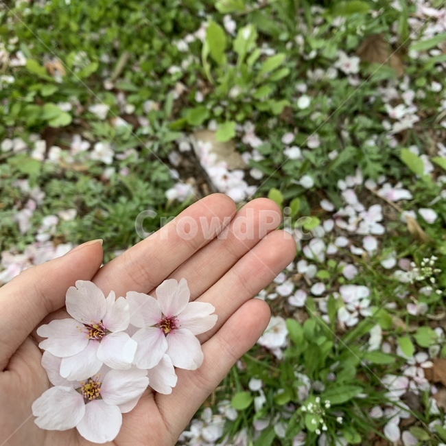손,봄,벚꽃,식물,풀,봄,계절,spring,season,꽃,flower,plant,blossom,geranium,제라늄