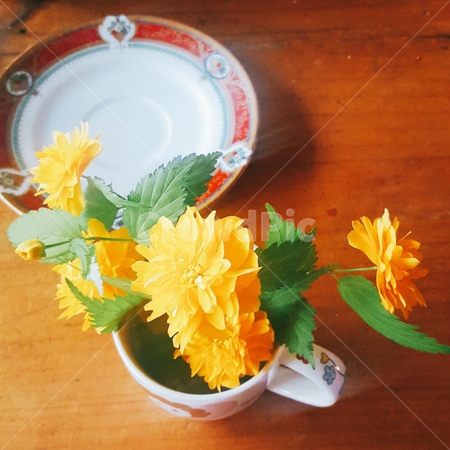 꽃,노란꽃,선물,머그잔,flower