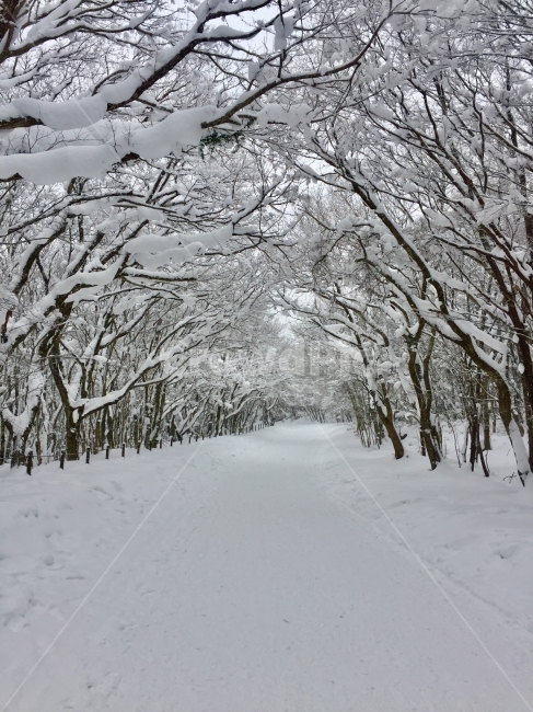 한라산,제주도,겨울,눈,설경,겨울,계절,winter,season,자연,풍경,nature,landscape,식물,plants,나무,trees,wood,storm,폭풍,snow,blizzard,눈보라,outdoors,옥외