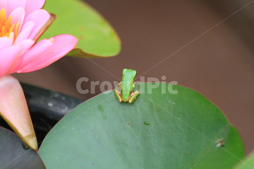 청개구리,개구리,연꽃,도약,폴짝,파충류,양서류,reptile,amphibian