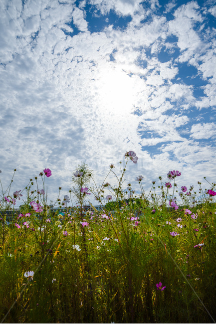 구름,하늘,야외,sky,cloud,field,들,outdoors,grassland,옥외,nature,자연,countryside,rural