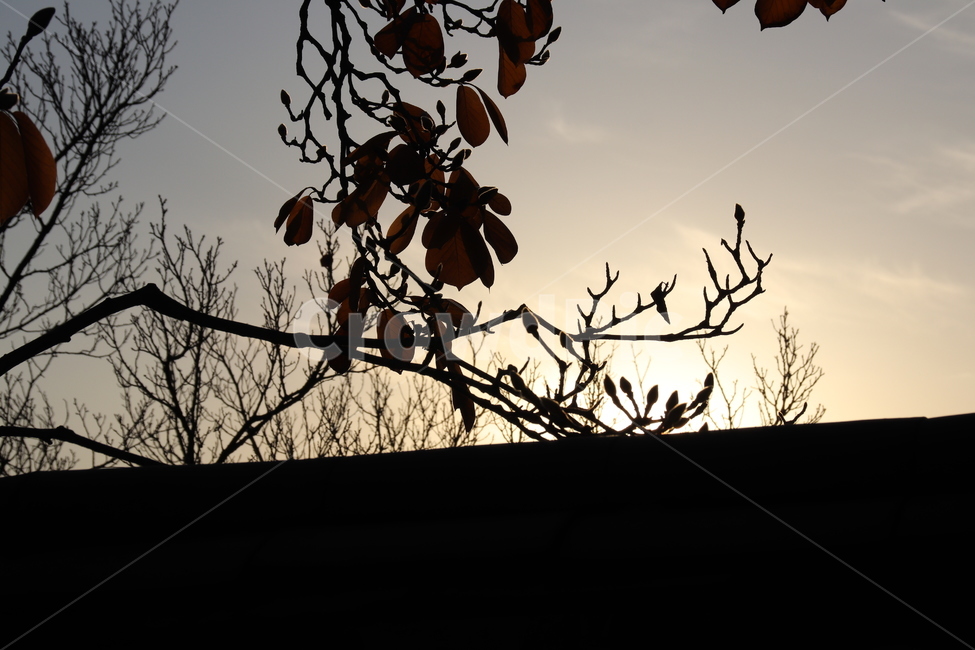 가을,나무,자연,풍경,가지,가을,계절,fall,autumn,season,식물,자연,plants,nature,silhouette,실루엣