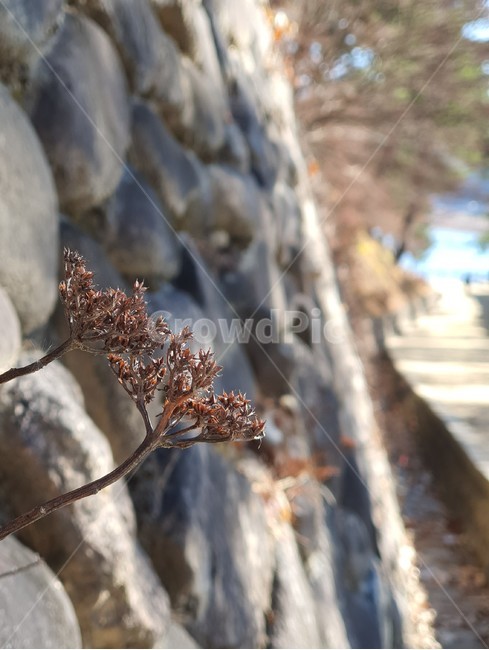 돌담,담벼락,생명력,astonewall,wall