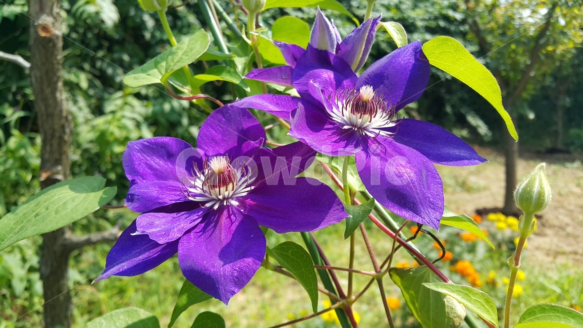 꽃,자연,푸르름,풀,식물,식물,자연,plants,nature,꽃,flower
