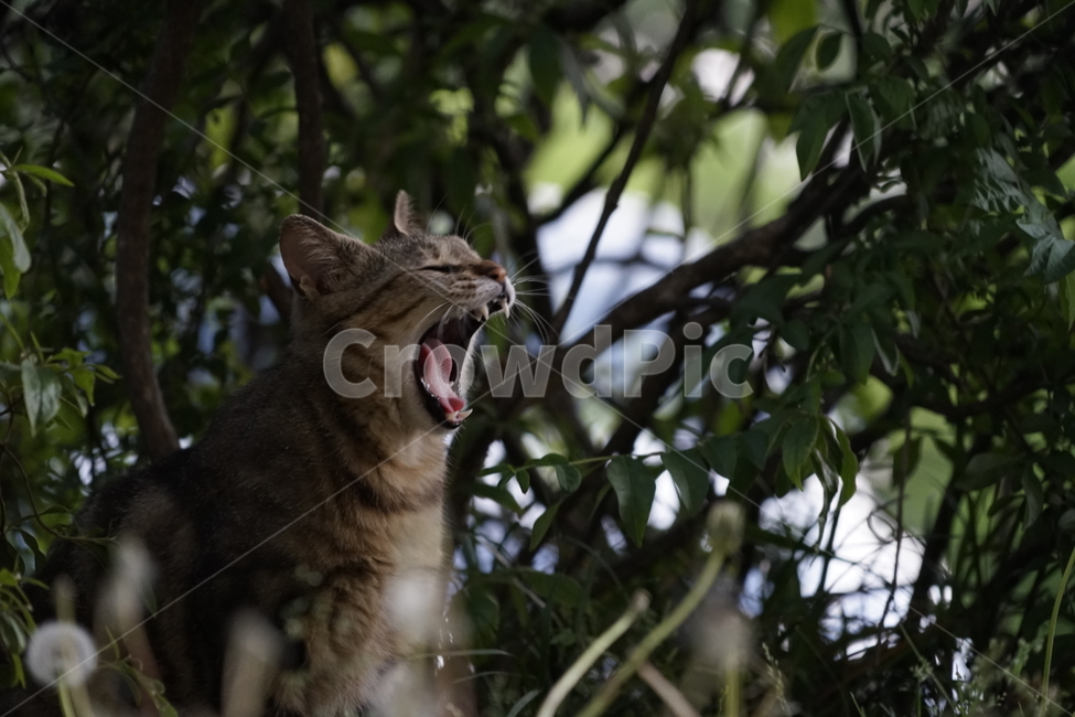 고양이,동물,포유류,길냥이,cat,animal,pet,동물,animal,포유류,mammal,고양이,cat,kitten,kitty