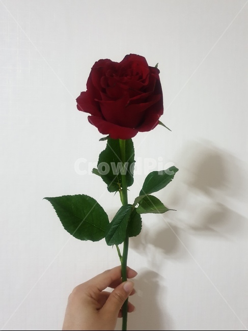 blossom,rose,장미,plant,식물,human,사람,person,꽃,flower,인간,꽃,flower
