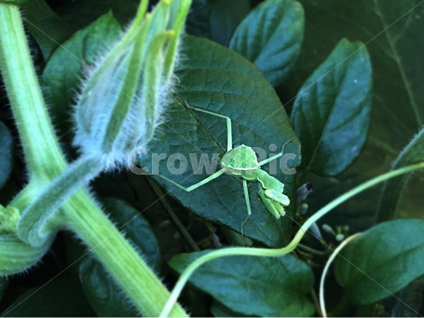 사마귀,자연,곤충,잎사귀,insect,식물,자연,plants,nature,동물,animal,곤충,벌레,insect,bug