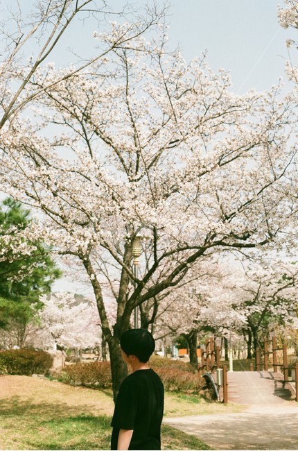 벚꽃,인물,풍경,공원,봄,봄,계절,spring,season,식물,자연,plants,nature,나무,trees,wood,사람,인물,인간,human,person,고독함,외로움,쓸쓸함,우울함,슬픔,lonely,solitary,plant,blossom,꽃,flower