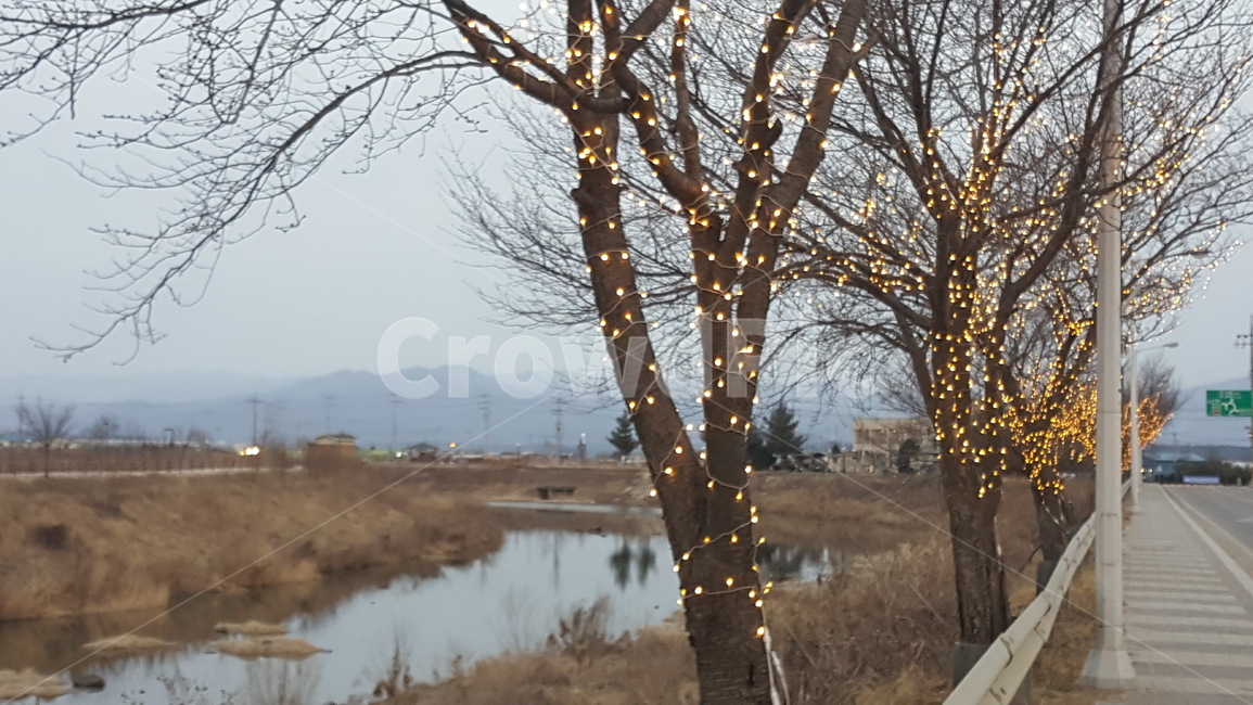 가로수,나무,경치,풍경,거리,겨울,계절,winter,season,식물,자연,plants,nature,나무,trees,wood