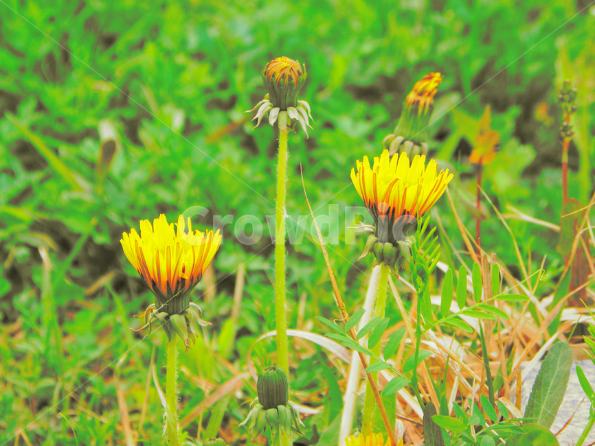 식물,plant,민들레,꽃,flower,식물,자연,plants,nature,꽃,flower