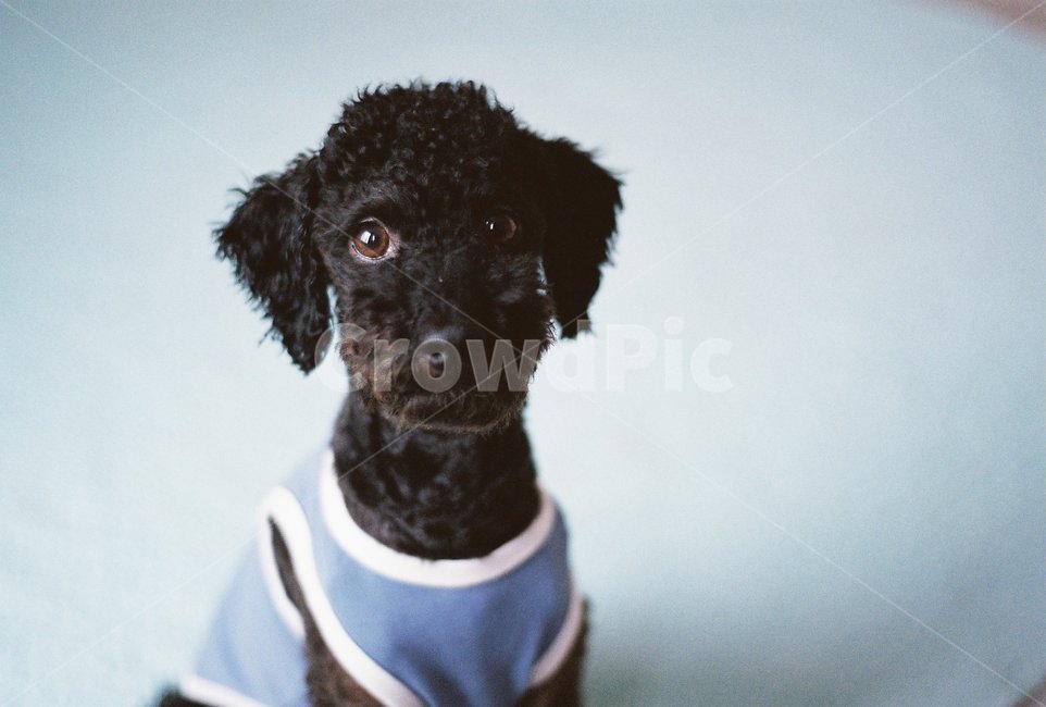 강아지,애완동물,눈맞춤,정면,푸들,동물,animal,포유류,mammal,개,강아지,dog,doggy