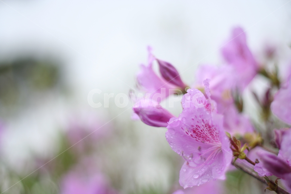 봄,비,봄비,철쭉,사랑의기쁨,봄,계절,spring,season,식물,자연,plants,nature,꽃,flower,plant,geranium,제라늄,blossom