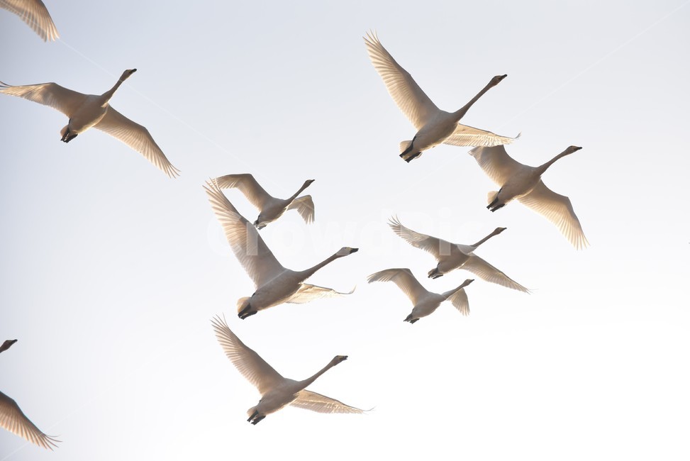 고니,백조,비상,겨울철새,하늘,날개,동물,animal,조류,새,birds
