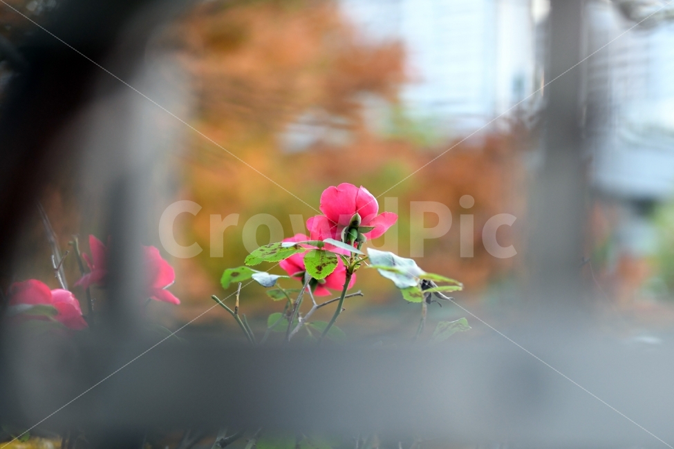 꽃,장미,식물,가을,아름다운꽃,식물,자연,plants,nature,꽃,flower