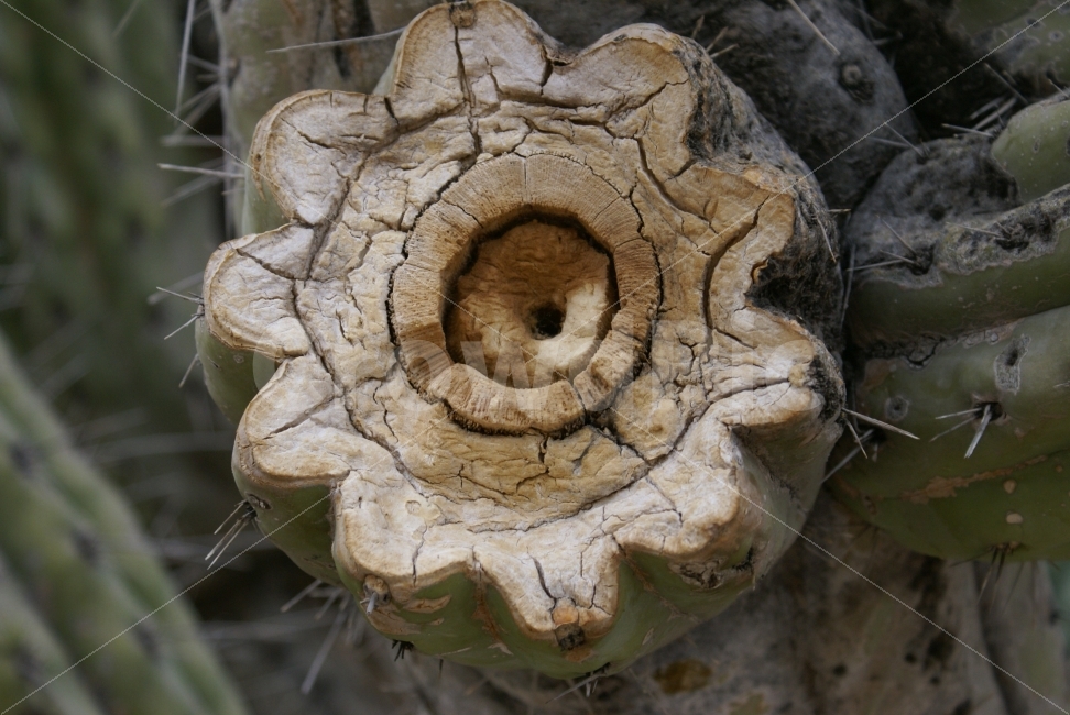 선인장,가시,세월,가뭄,인내,식물,자연,plants,nature