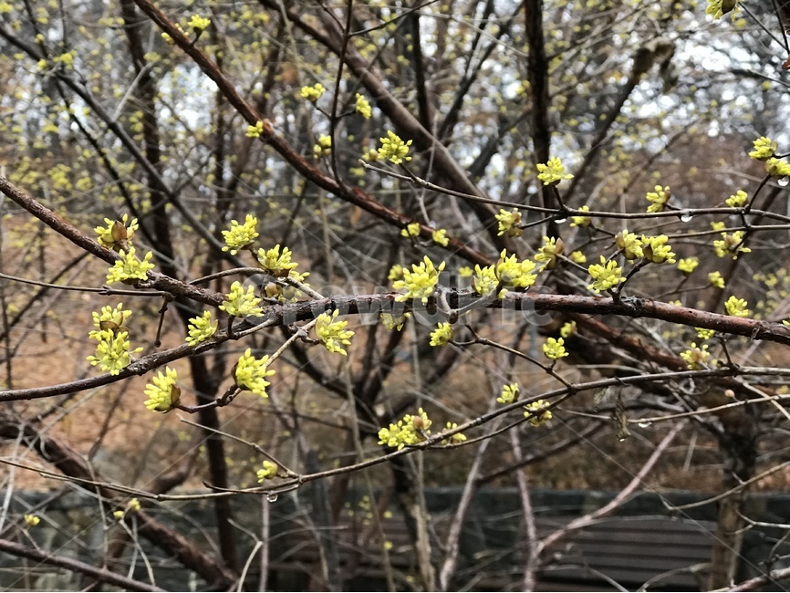 산수유,산수유꽃,봄,봄꽃,식물,봄,계절,spring,season,식물,자연,plants,nature,꽃,flower,plant