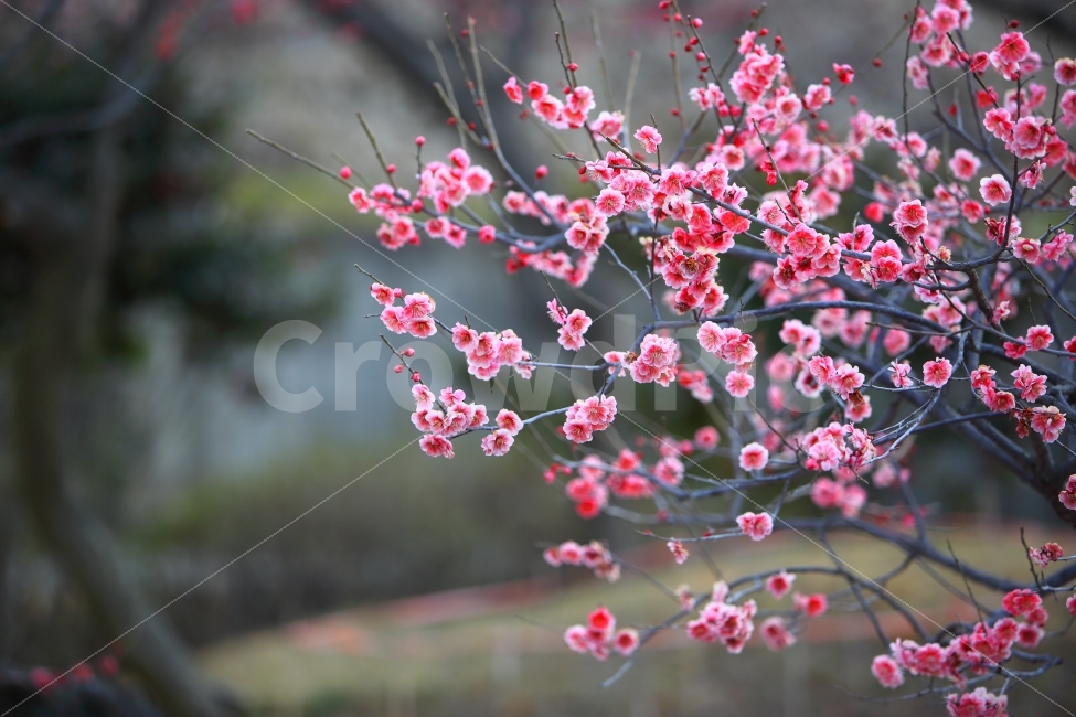 매화,봄꽃,홍매화,자연,접사,봄,계절,spring,season,식물,자연,plants,nature,꽃,flower,plant,blossom