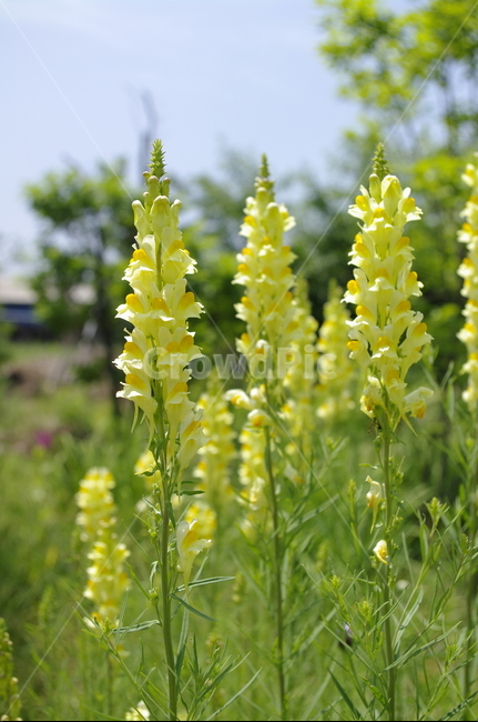 꽃,flower,식물,plant,계절,봄,spring,식물,자연,plants,nature,꽃,flower