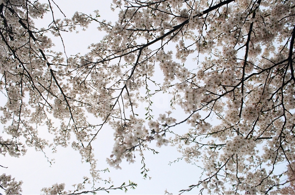 봄,꽃,꽃놀이,벚꽃,벚꽃놀이,spring,flower,cherryblossom,봄,계절,spring,season,식물,자연,plants,nature,꽃,flower,plant,blossom,cherry blossom
