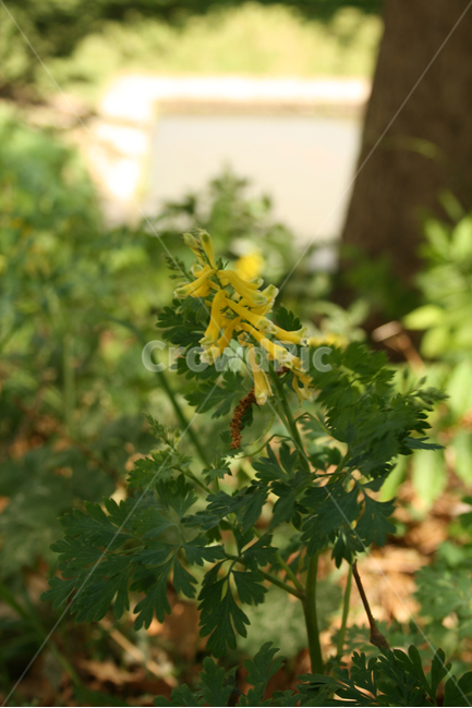 산괴불주머니,꽃,노란,식물,초록,숲,식물,자연,plants,nature,꽃,flower