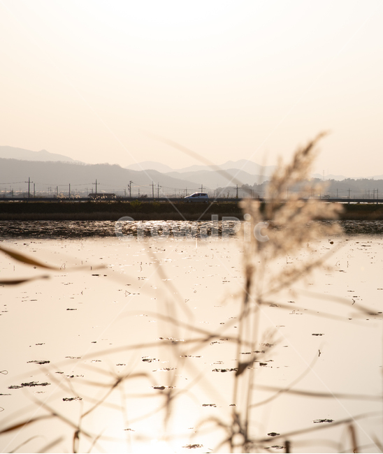 청도,갈대,풍경,청도풍경,가을갈대,감성,일상,스냅,가을,계절,fall,autumn,season,plant,식물,grass,잔디