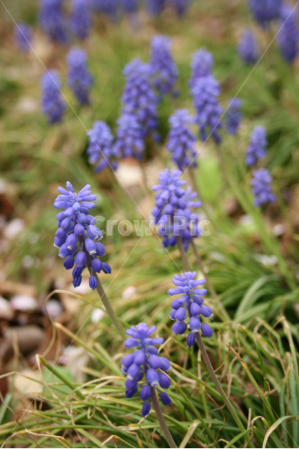 무스카리,봄,봄날,감성,spring,flower,공원,풍경,식물,새싹,잎,초록,꽃,보라,보라색,봄,계절,spring,season,식물,자연,plants,nature,꽃,flower,plant