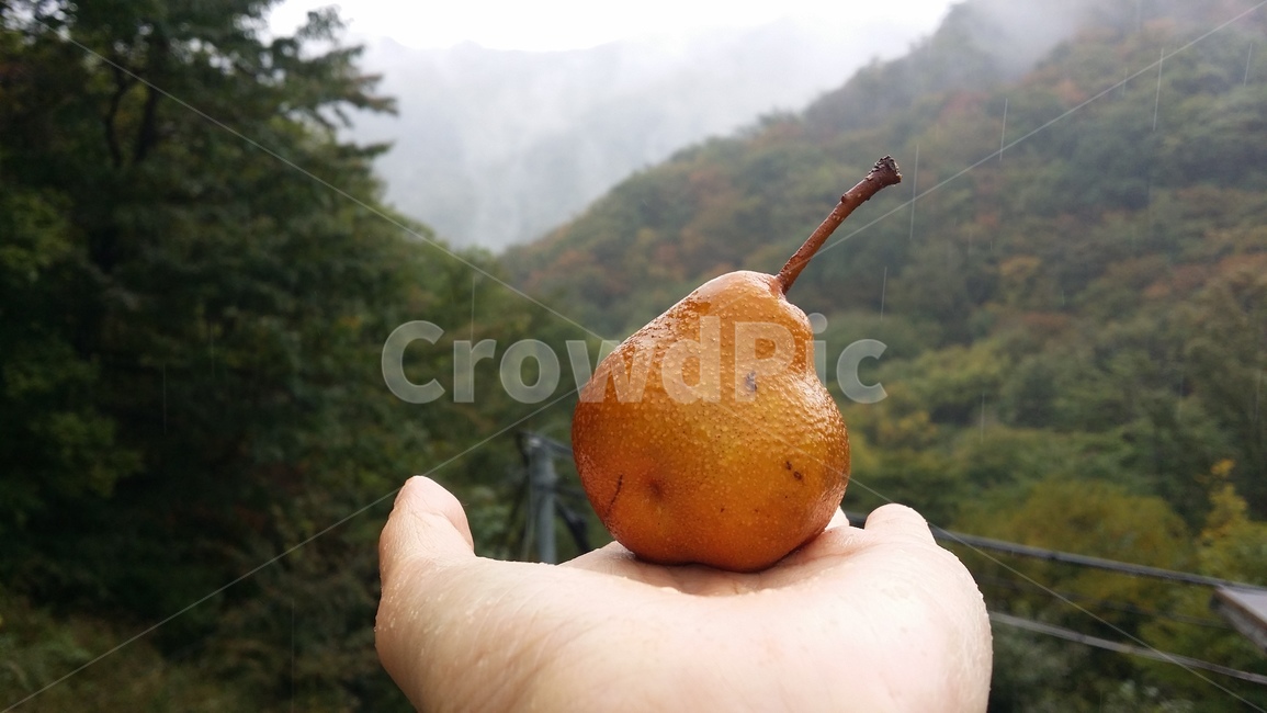 돌배,장독대,가을비,담금주,단풍