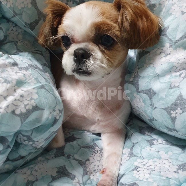 동물,pet,strap,animal,강아지,개,puppy,dog,시츄,shihtzu,개,강아지,dog,doggy