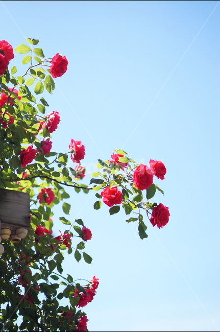 장미,5월,풍경,빨강,꽃,식물,자연,plants,nature,꽃,flower