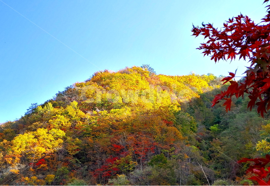 단풍,가을,산,나무,붉은단풍,가을,계절,fall,autumn,season,자연,풍경,nature,landscape,plant,식물,leaf,잎,tree,maple