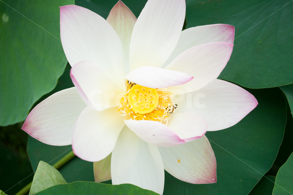 연꽃,lotus,연못,꽃,연잎,여름꽃,자연,flower,pond,안압지,연꽃단지,식물,자연,plants,nature,꽃,flower