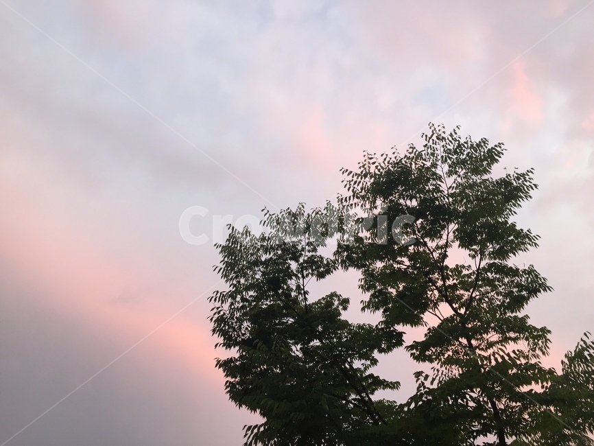 나무,한그루,하늘,구름,자연,나무,trees,wood