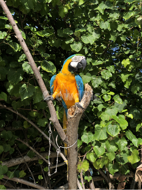 휴양지,새,bird,앵무새,parrot,tropical,트로피칼,컬러풀,colorful,부리,beak,bill,자연,nature,outdoors,옥외,숲,forest,tree,나무,나뭇잎,leaf,green,yellow,blue,animal,동물,트로피컬,동물,animal,조류,새,birds