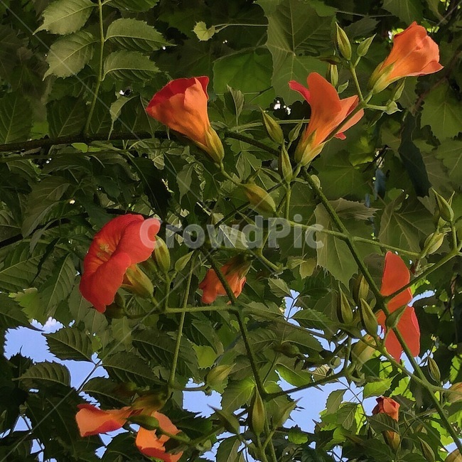 꽃,식물,자연,하늘,풀,가을,덩굴,식물,자연,plants,nature,꽃,flower