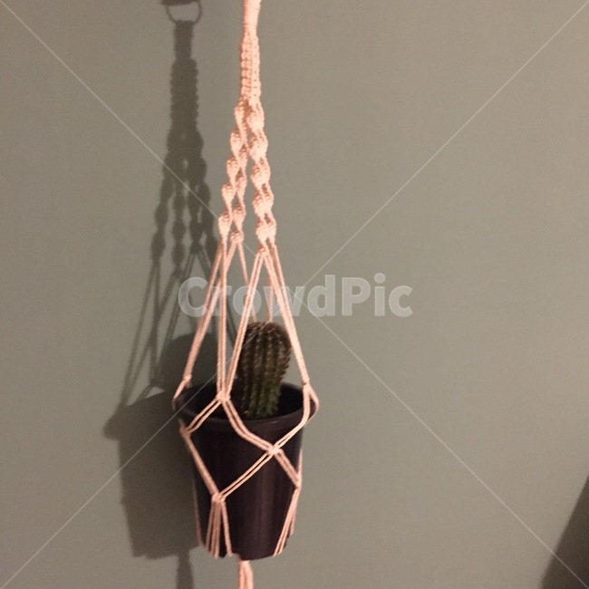 선인장,cactus,plant,pot,macrame,행잉플랜트,화분,마크라메
