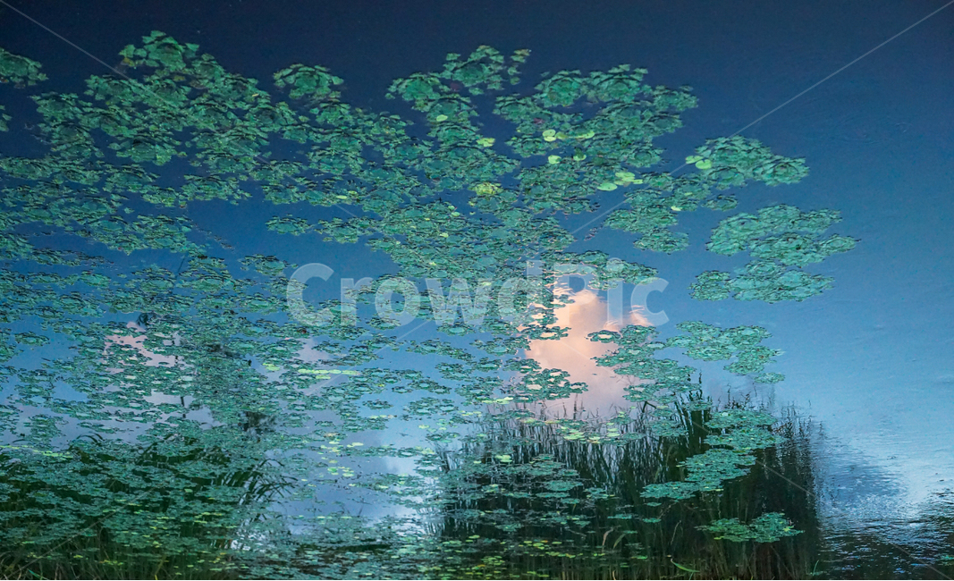 호수,반영,수초,부레옥잠,수생,구름,하늘,투영,자연,풍경,nature,landscape,vegetation,초목,plant,식물,outdoors,옥외,water,물,land,땅