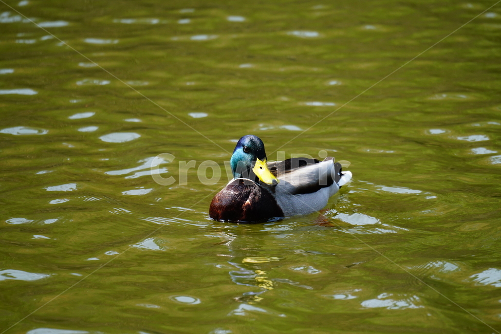 청둥오리,오리,동물,조류,새,animal,bird,duck,lake,호수,자연,nature,landscape,풍경,3월,봄,계절,spring,march,수컷,동물,animal,조류,새,birds