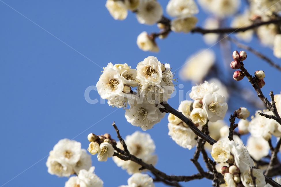 매화,매화꽃,매화나무,봄,봄꽃,꽃,하늘,맑은하늘,푸른하늘,봄,계절,spring,season,식물,자연,plants,nature,꽃,flower,plant