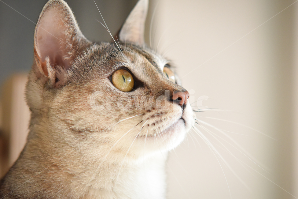 고양이,얼굴,클로즈업,애완동물,냥,애완묘,묘,pet,cat,kitten,집고양이,코리안숏헤어,코숏,냥이,냐옹,meow,귀여움,반려동물,반려묘,집사,괭,새끼,아기,귀요미,동물,animals,animal,시선,눈동자,동물,animal,포유류,mammal,고양이,cat,kitten,kitty
