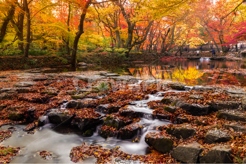 선운사,고창군,단풍,가을,도솔천,낙엽,개울,수면,반영,산책,공원,노랑,빨강,장노출,계류,징검다리,돌다리,nature,outdoors,자연,옥외,plant,water,식물,물,leaf,잎,tree,나무,가을,계절,fall,autumn,season,자연,풍경,nature,landscape