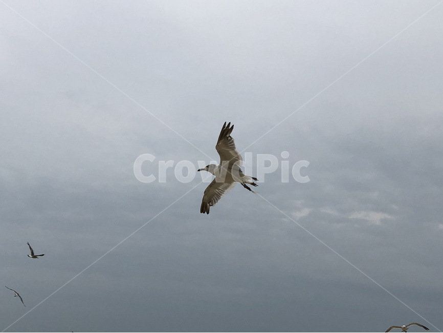 갈매기,seagull,새,하늘,비행,bird,동물,animal,조류,새,birds