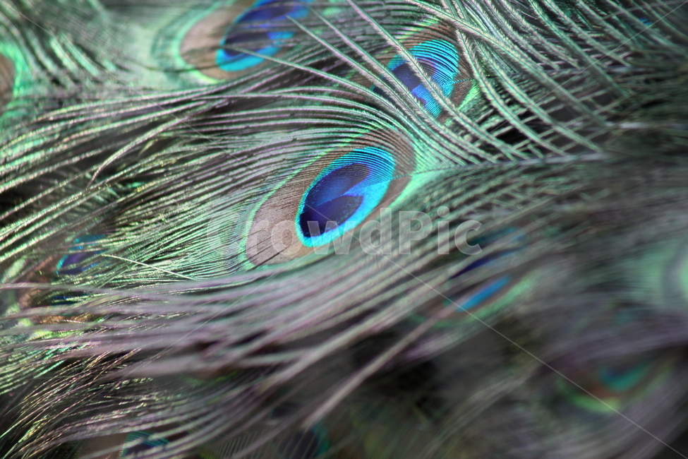 공작새,깃털,공작,feather,pavocristatus