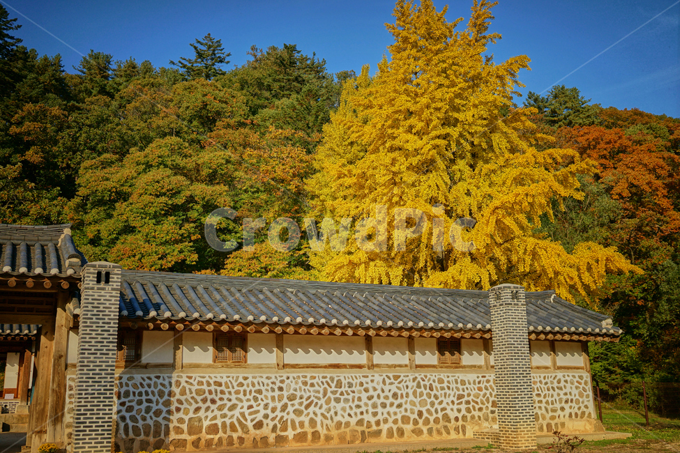정릉,한옥,한국적인,가을,단풍,maple,fall,ginkgo,은행나무,큰나무,가을,계절,fall,autumn,season,한국전통,한국문화,korean traditional,korean culture,nature,자연,outdoors,옥외