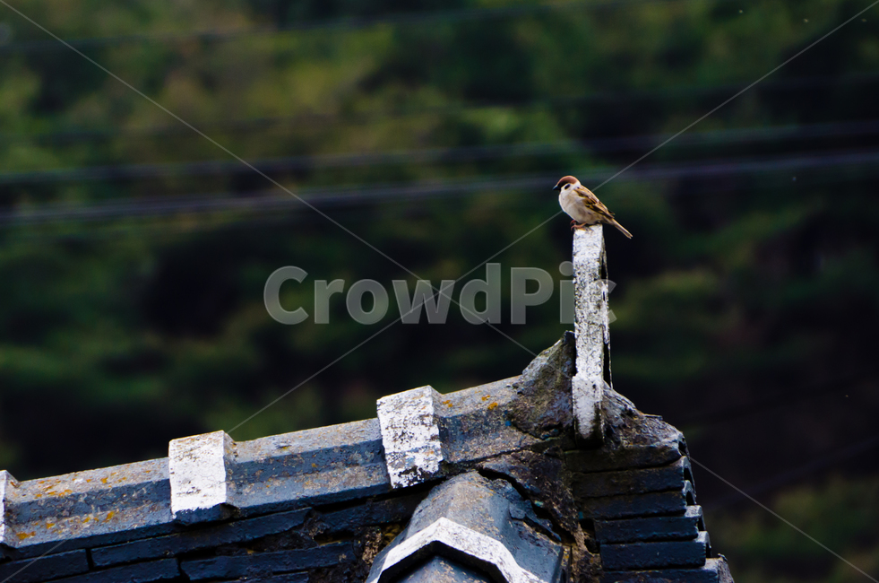 참새,지붕,휴식,기와,망와,sparrow,roof,rest,tile,한옥,자연,새
