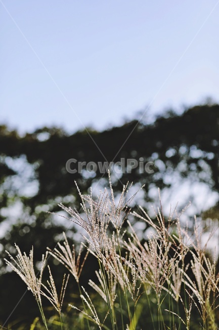갈대,하늘,공원,sky,reed,park,가을,계절,fall,autumn,season,ice,빙,nature,자연,outdoors,옥외